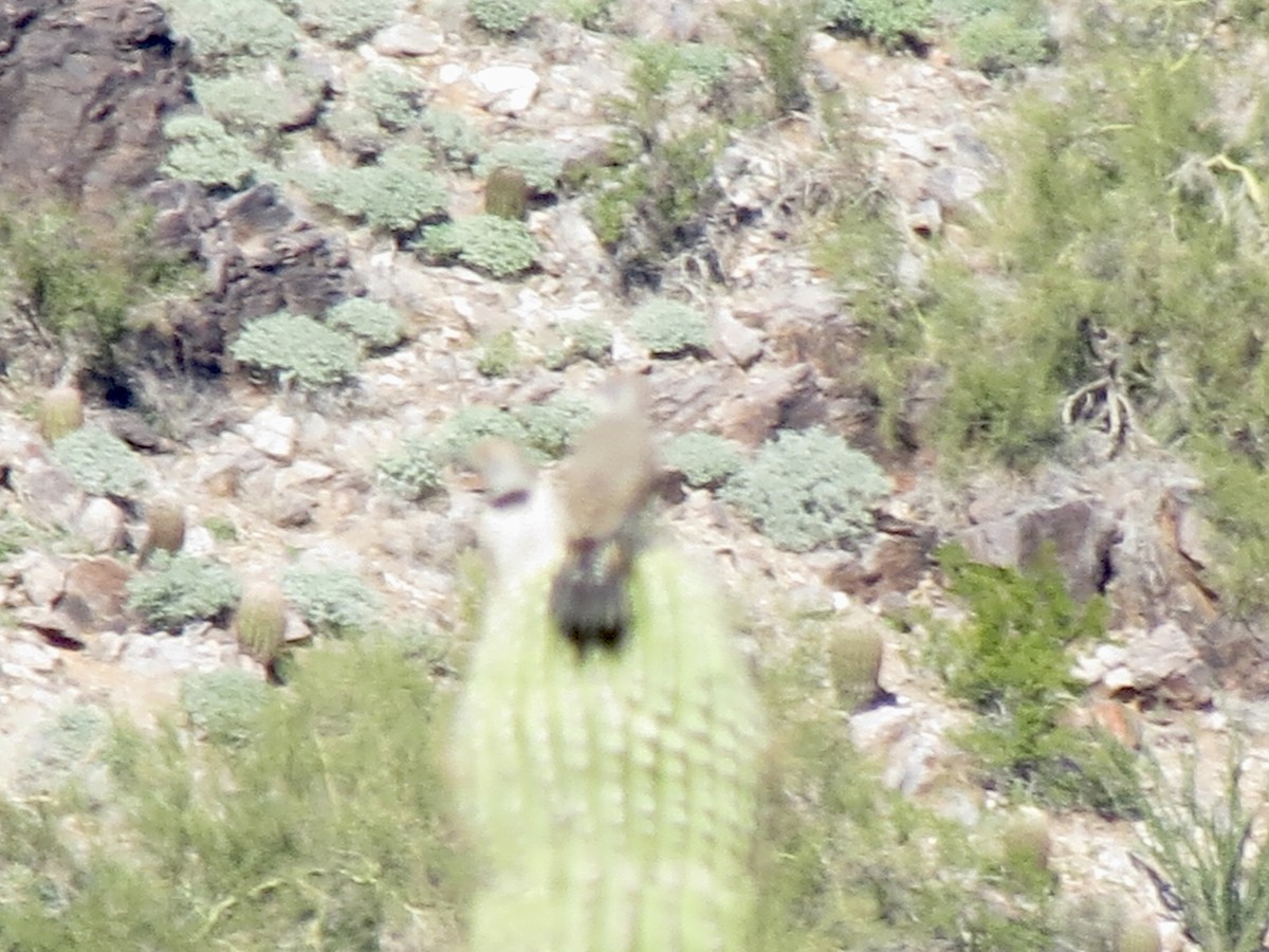 Gilded Flicker - ML646721380