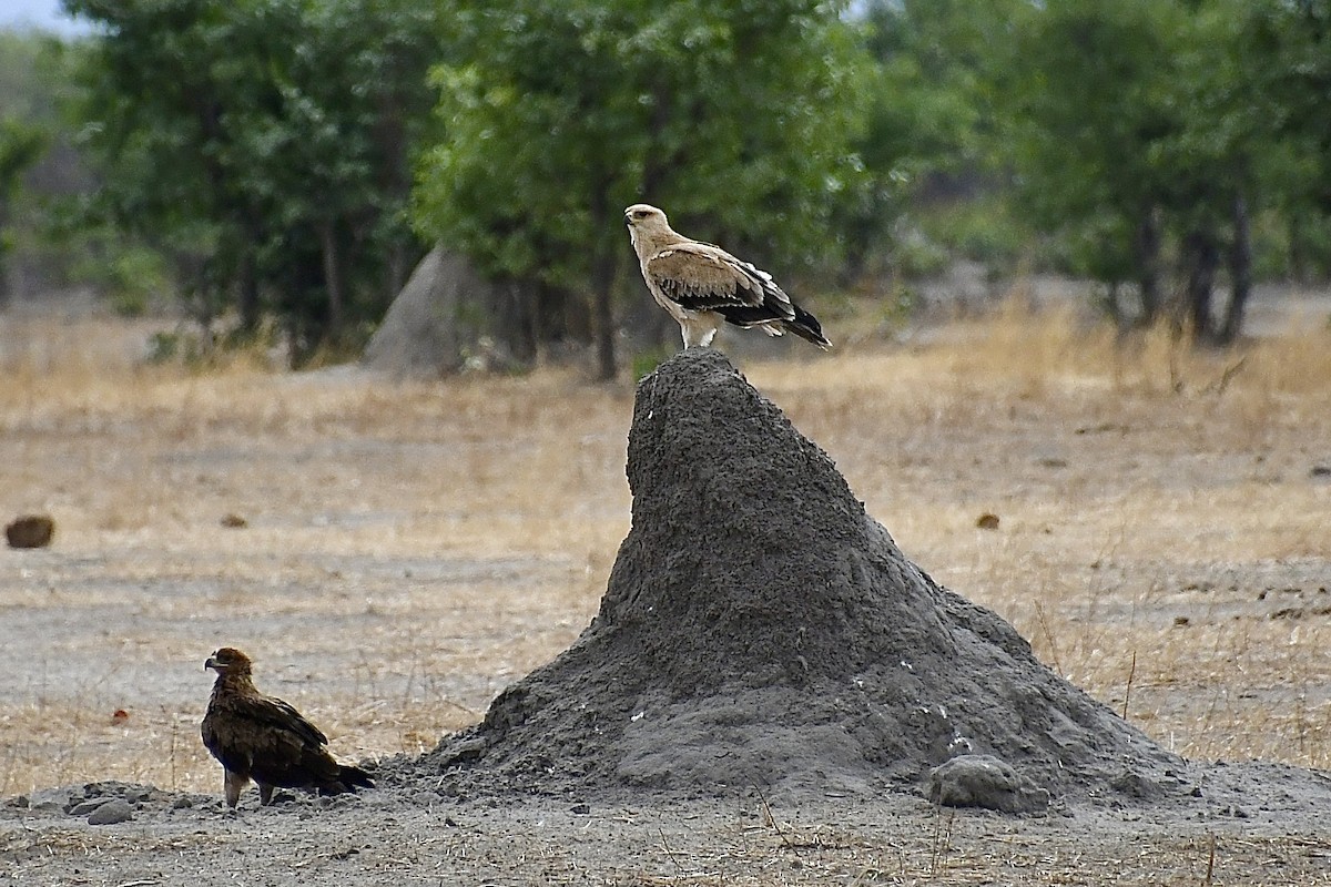 Tawny Eagle - ML646721382