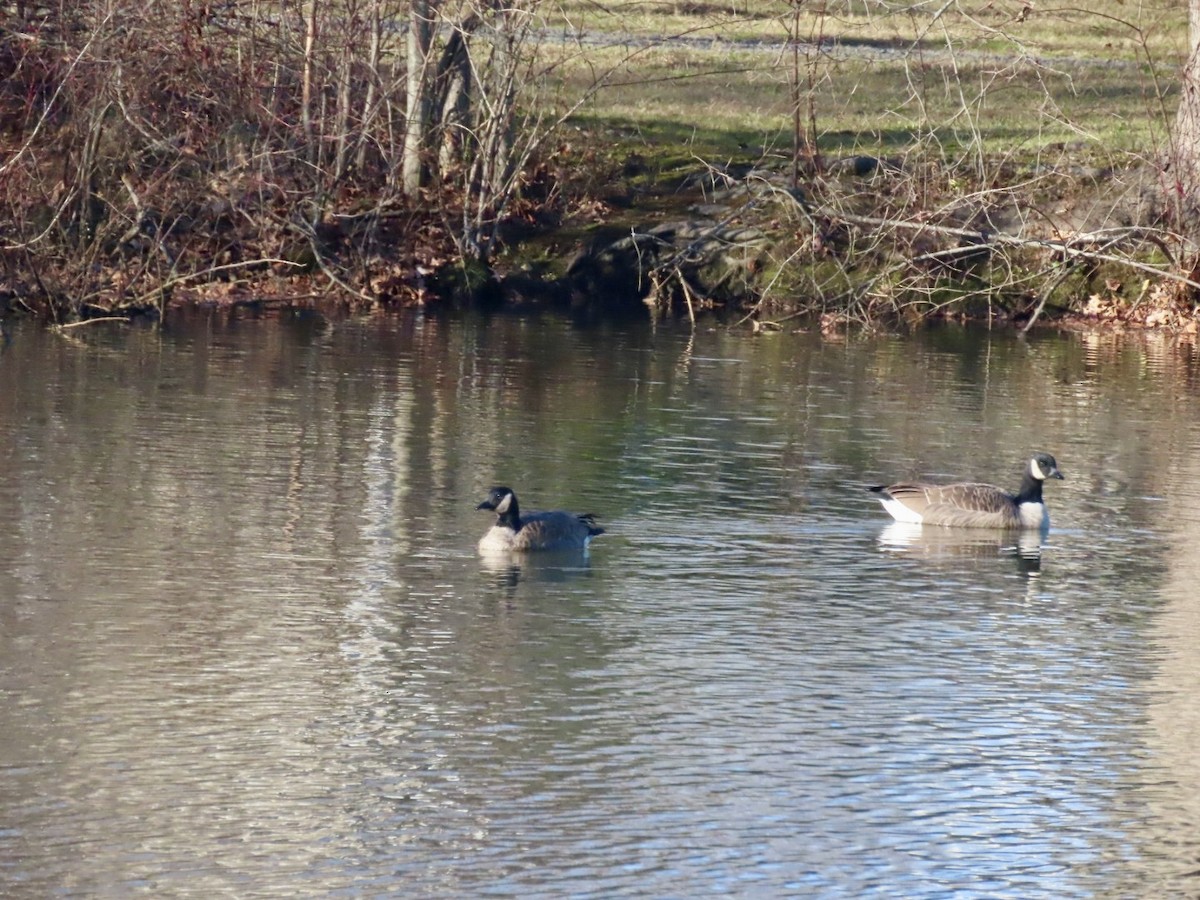 小加拿大雁 - ML646721383