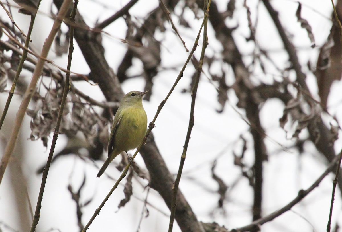 Orange-crowned Warbler - ML646721385