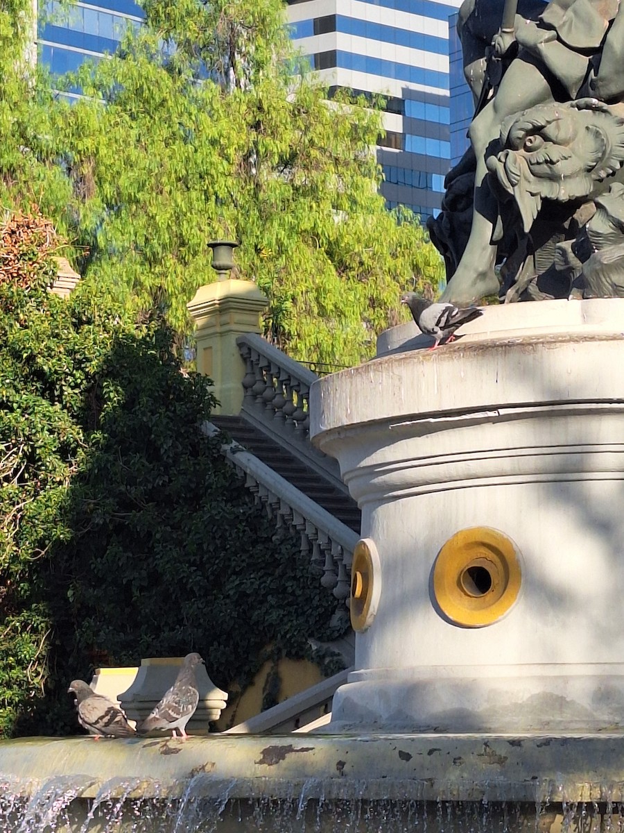 Голуб сизий (міський) - ML646721386