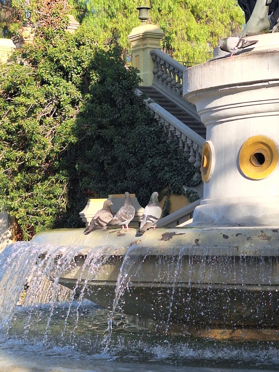 Голуб сизий (міський) - ML646721387