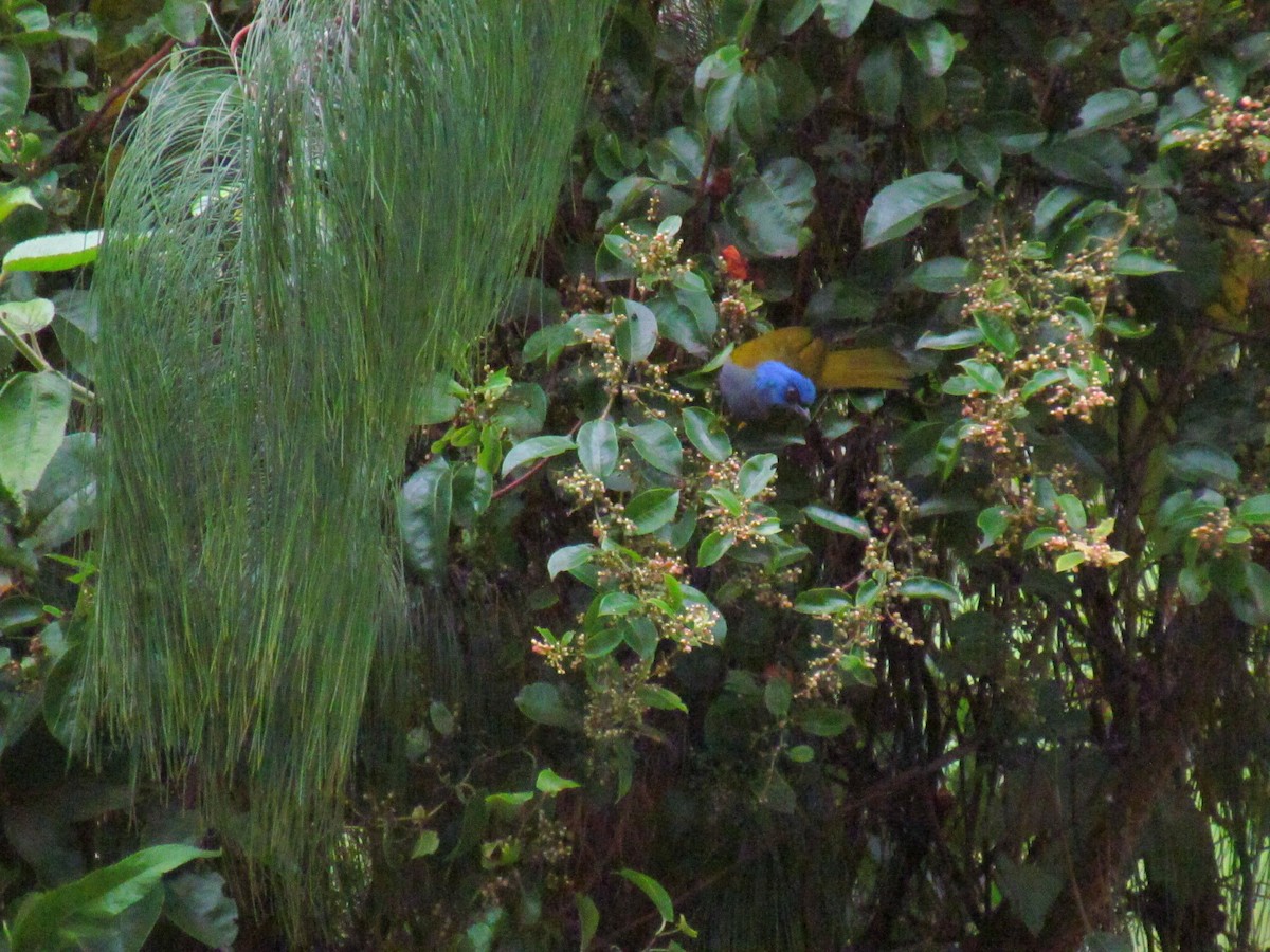 Blue-capped Tanager - ML646721389