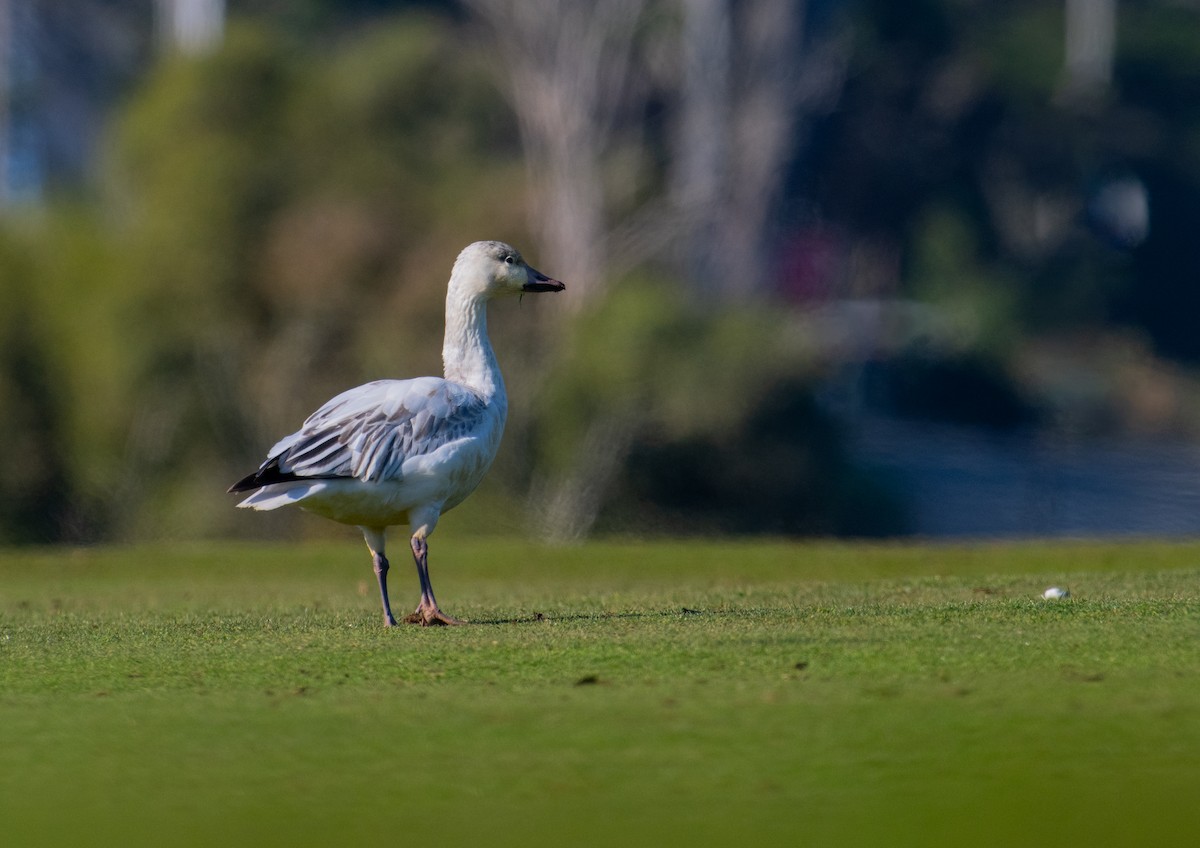 Snow Goose - ML646721391