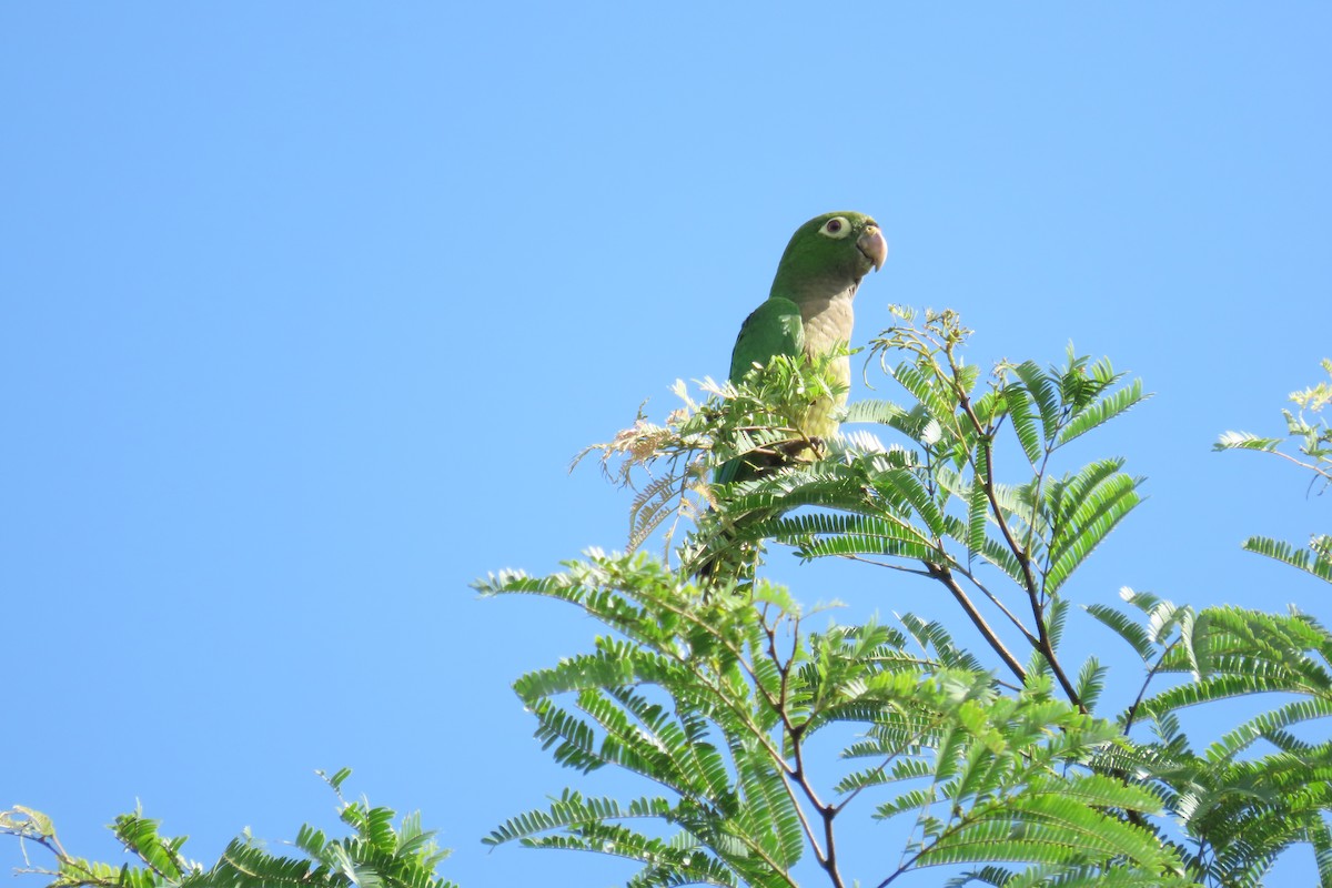 ジャマイカインコ - ML646721392