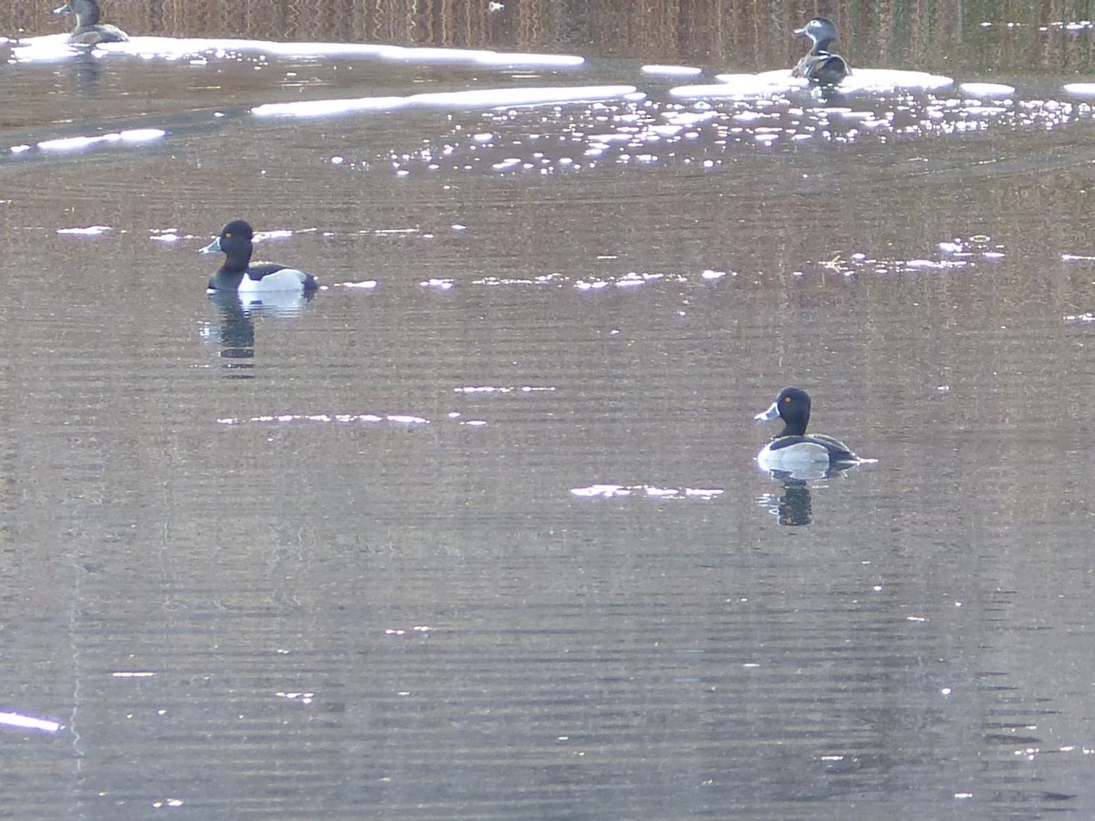 Ring-necked Duck - ML646721393
