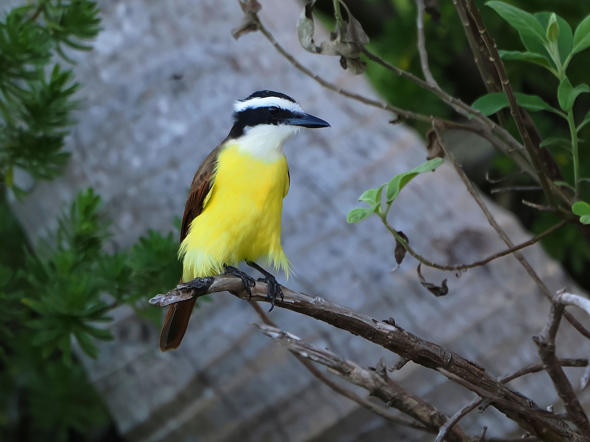 Great Kiskadee - ML646721394
