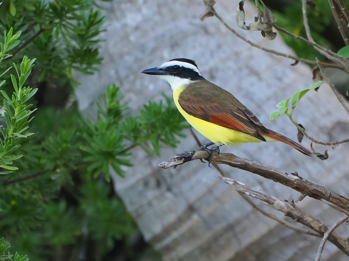 Great Kiskadee - ML646721395
