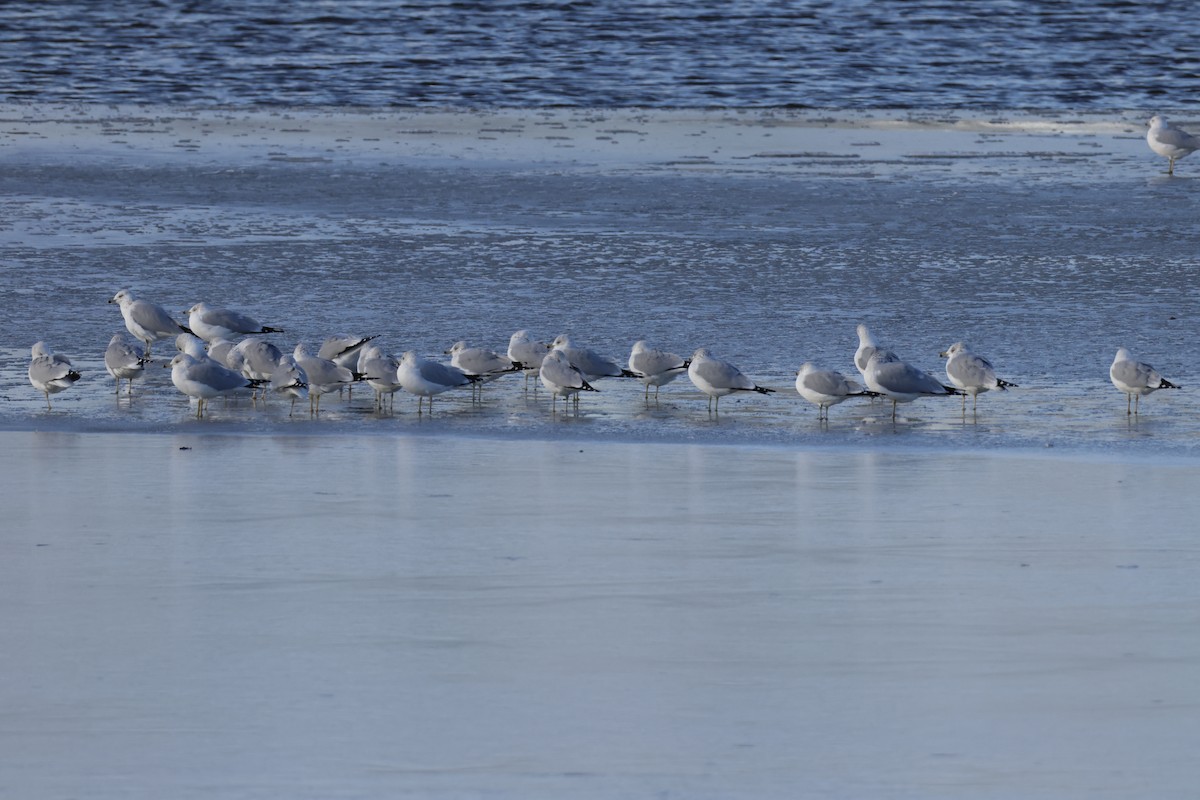 Ringschnabelmöwe - ML646721397