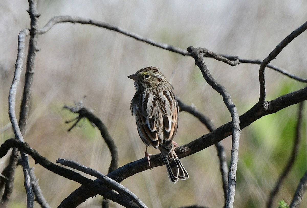 Savannah Sparrow - ML646721399