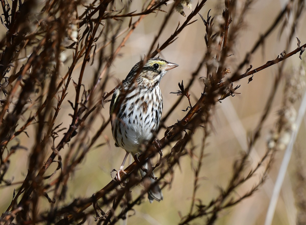 Savannah Sparrow - ML646721400