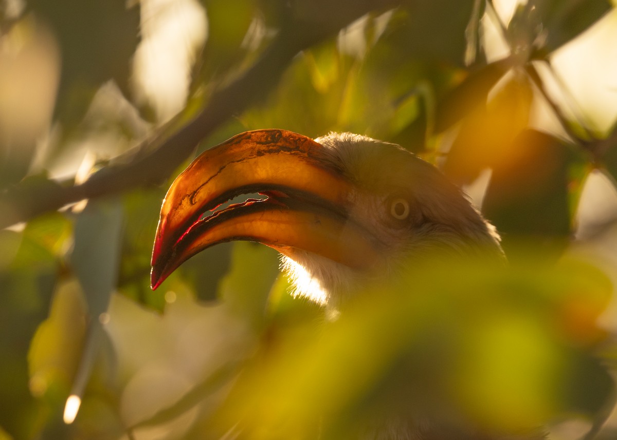 Южный токо - ML646721401