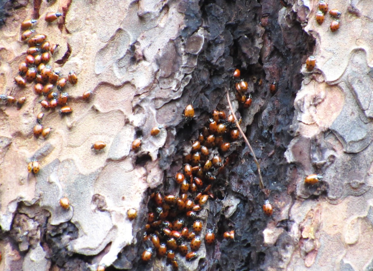 Animals - ML646721402