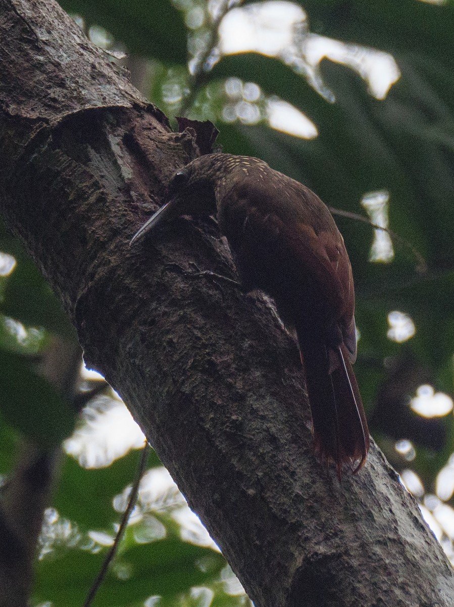 ココアオニキバシリ - ML646721403