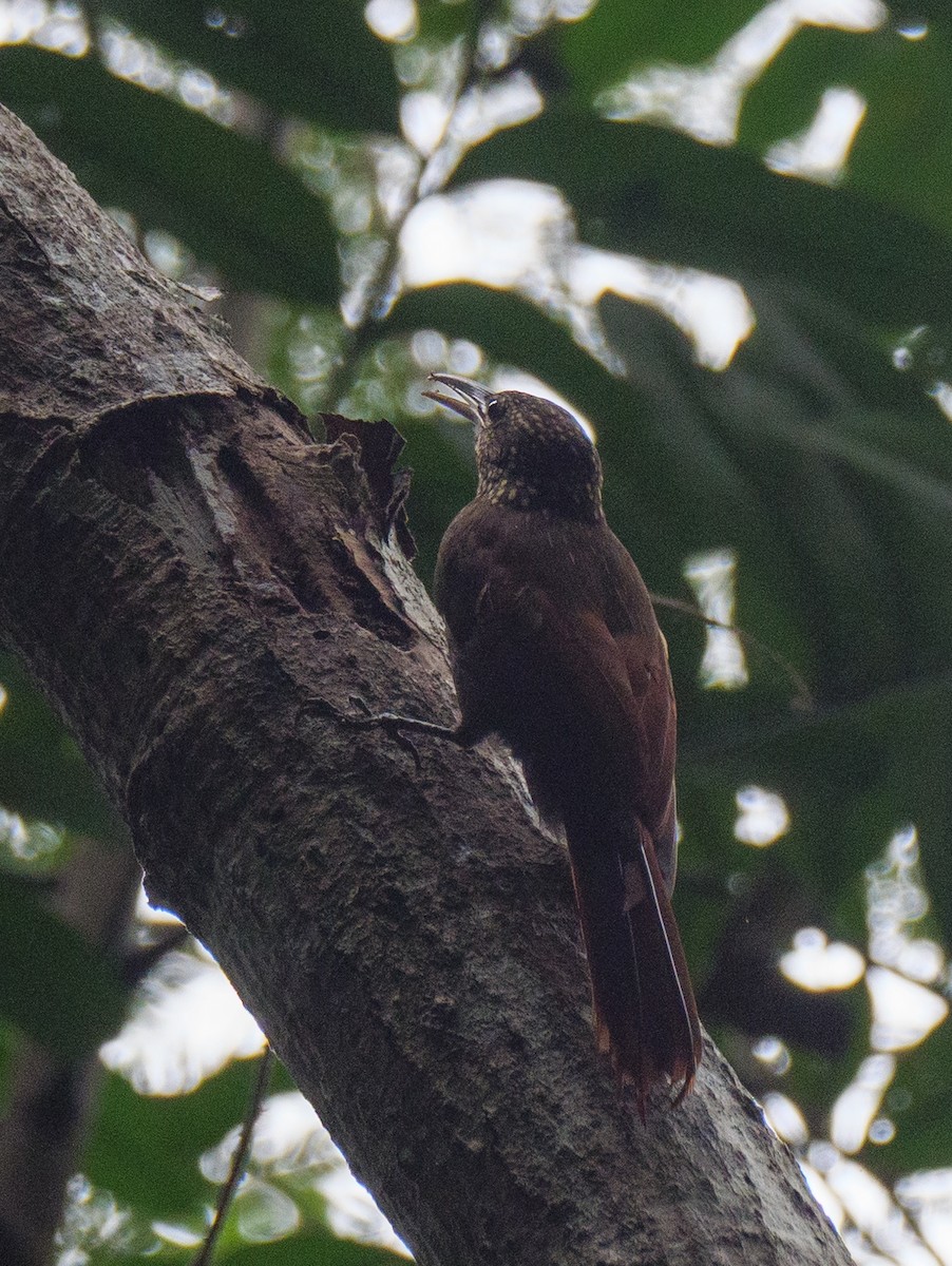 ココアオニキバシリ - ML646721405