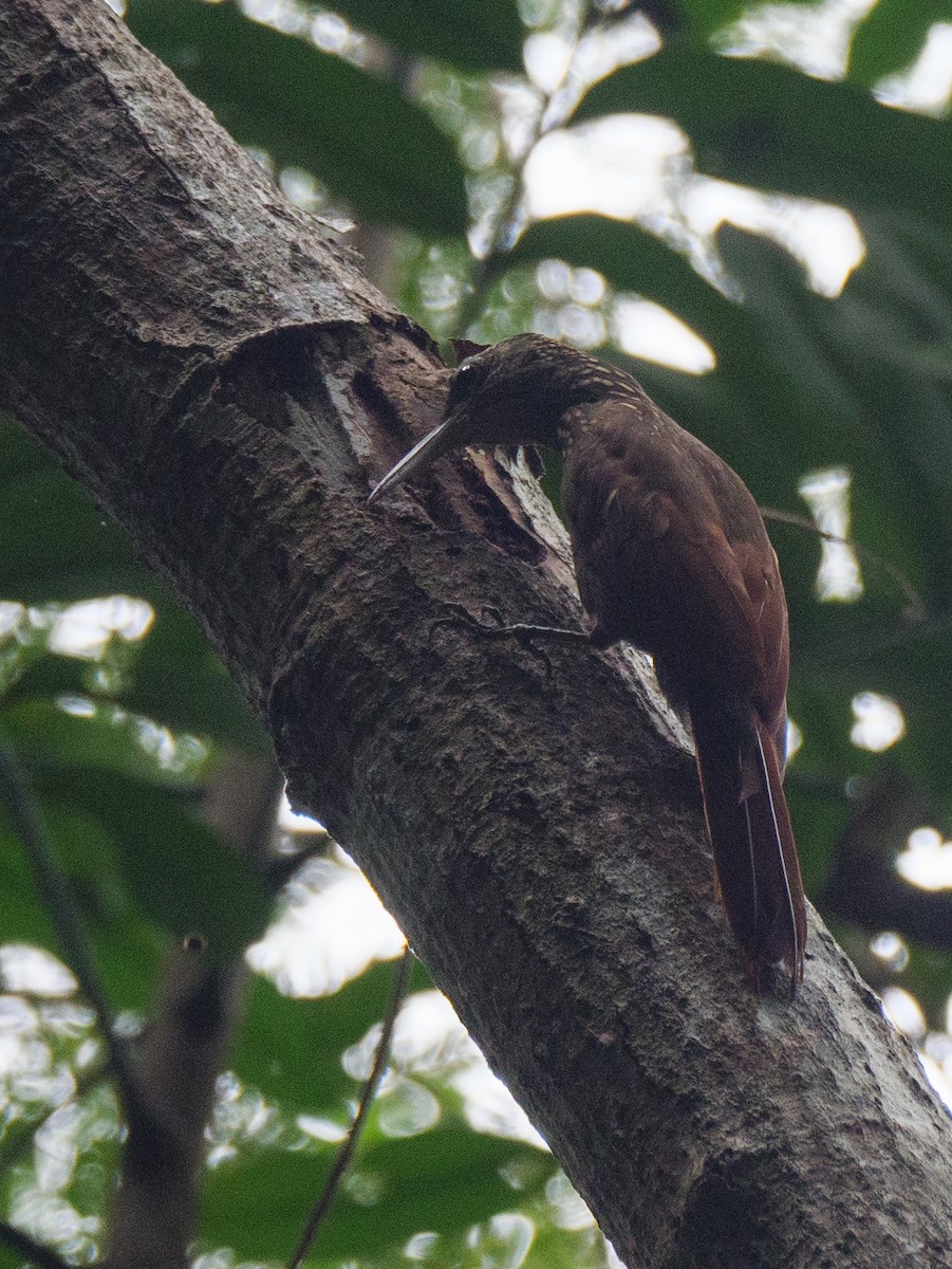 ココアオニキバシリ - ML646721406