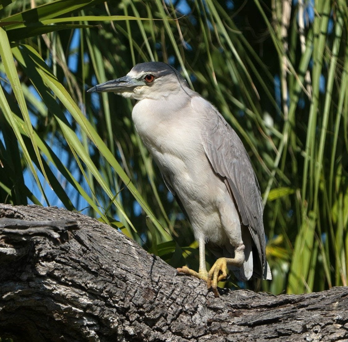 kvakoš noční - ML646721407