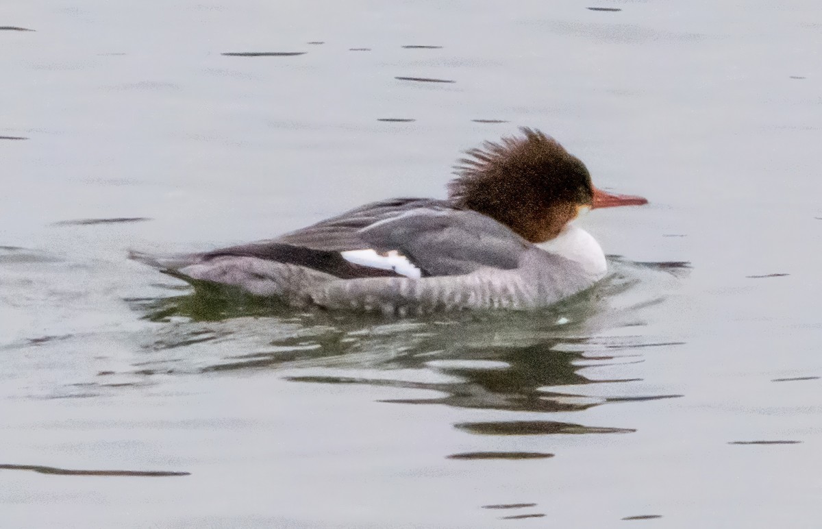 morčák velký (ssp. americanus) - ML646721411