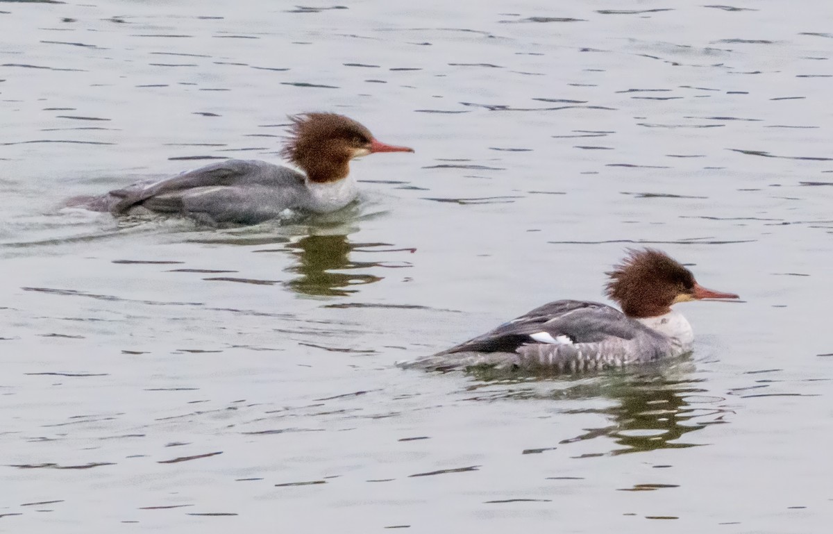 morčák velký (ssp. americanus) - ML646721412