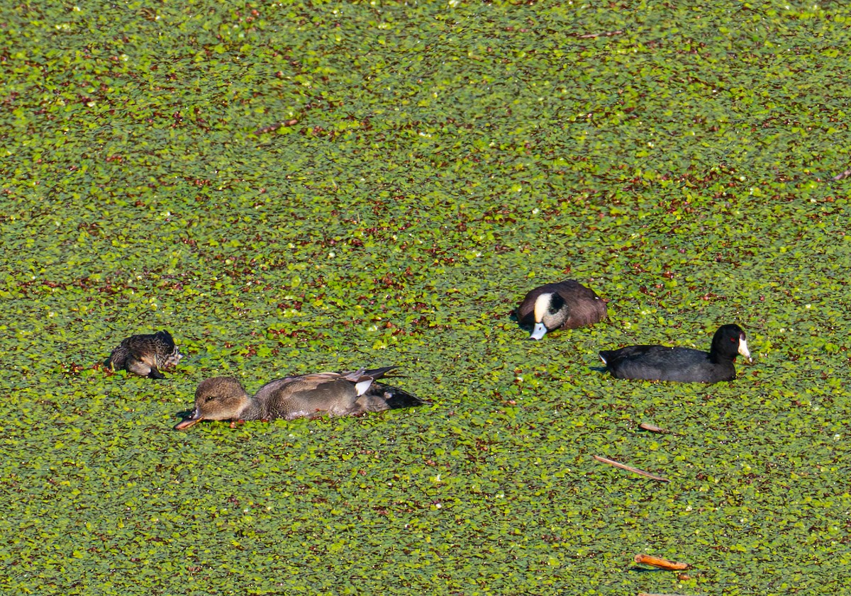 赤膀鴨 - ML646721413