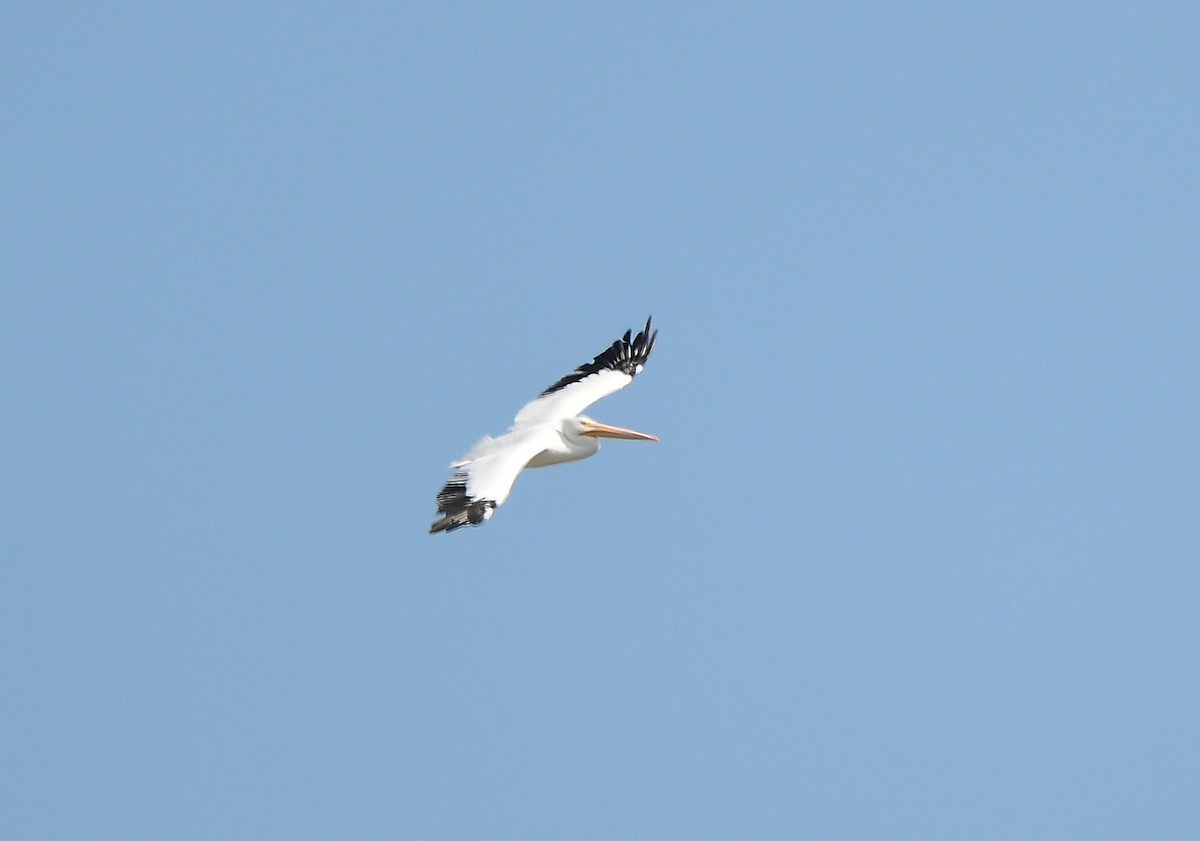 Pelikano zuri amerikarra - ML646721414