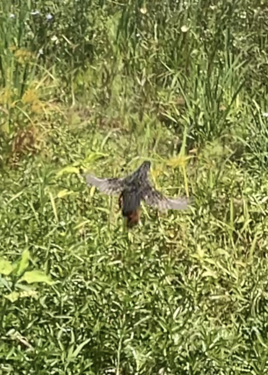 Blue-breasted Quail - ML646721415
