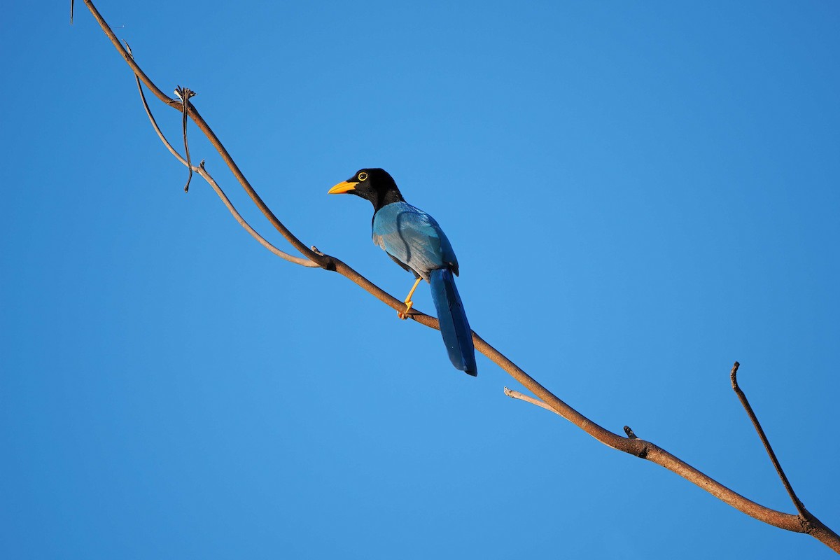 sojka yukatanská - ML646721416