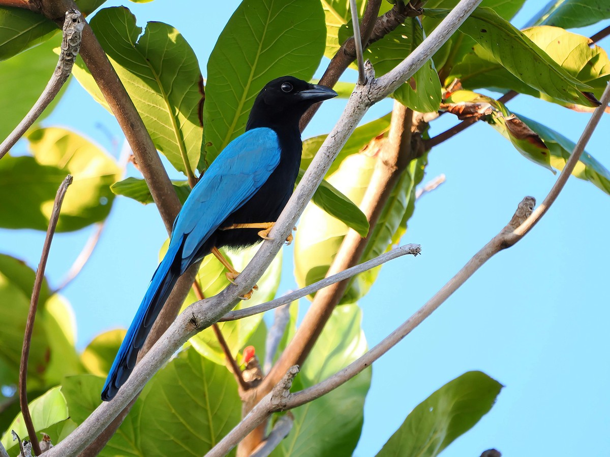 sojka yukatanská - ML646721417