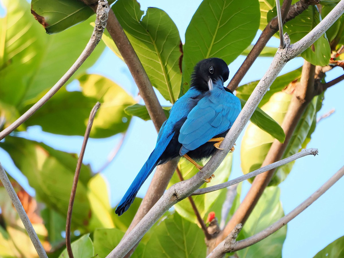 sojka yukatanská - ML646721418