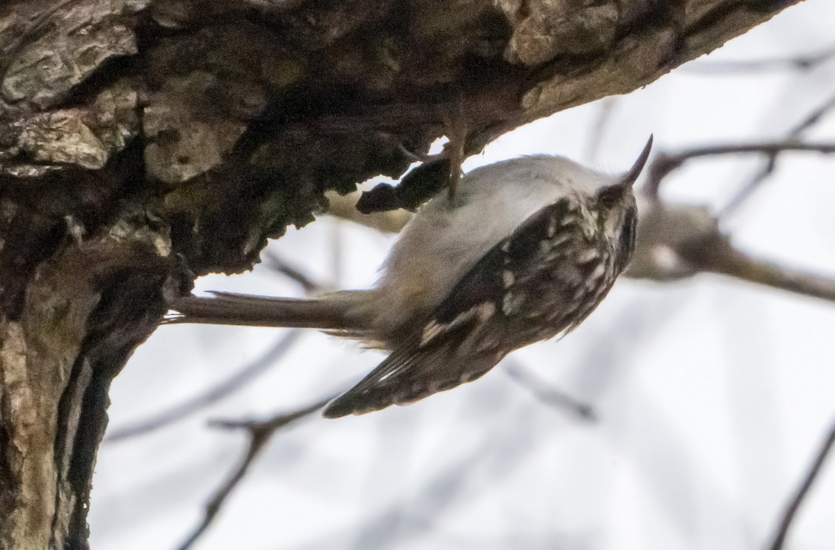 šoupálek americký - ML646721427