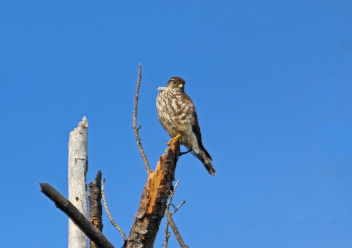 dřemlík tundrový - ML646721428