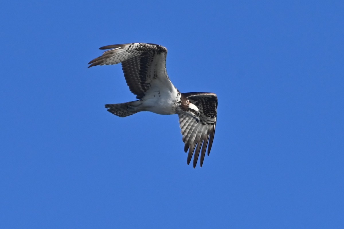 Osprey - ML646721429