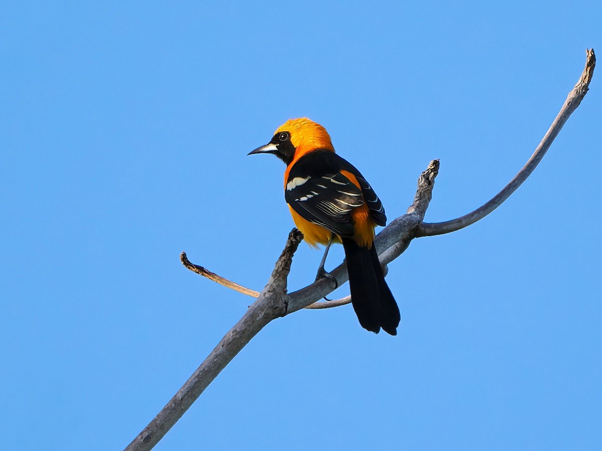 Hooded Oriole - ML646721433