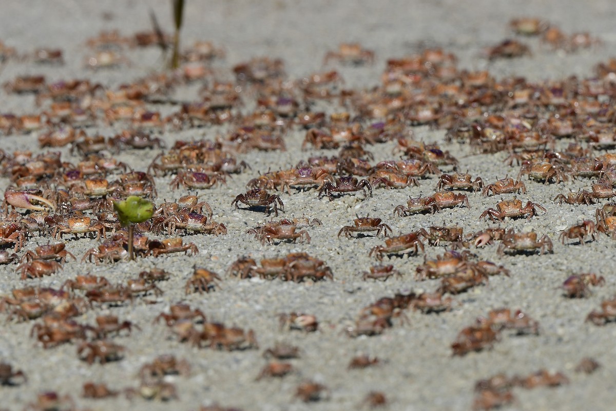 Animals - ML646721435