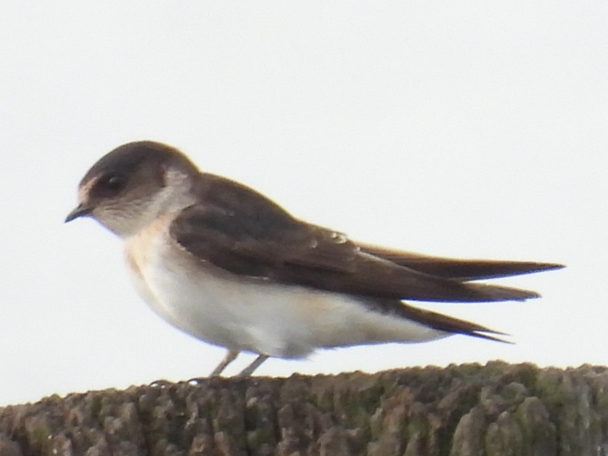 Tree Martin - ML646721436