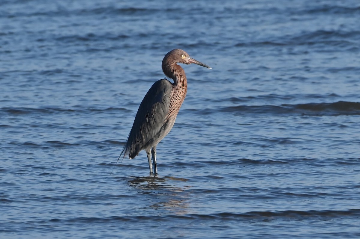 Reddish Egret - ML646721439