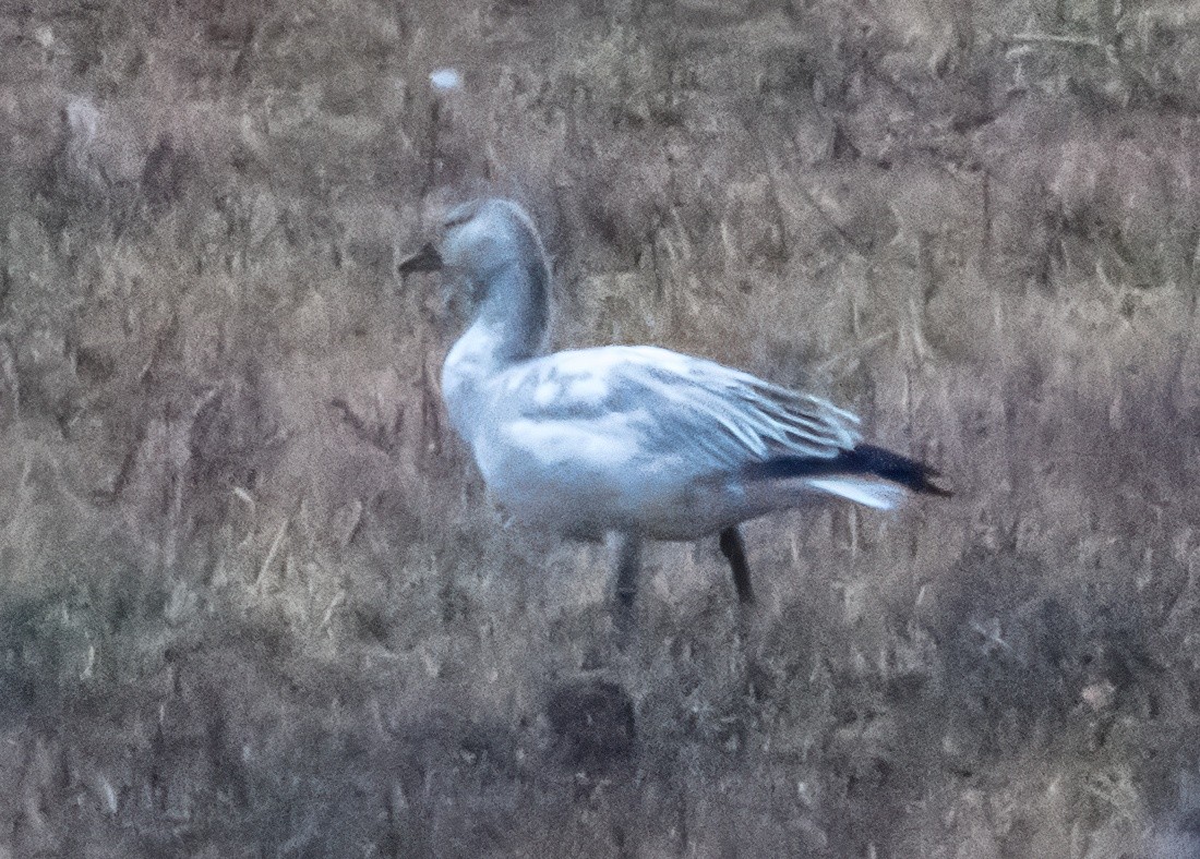 husa sněžní - ML646721440