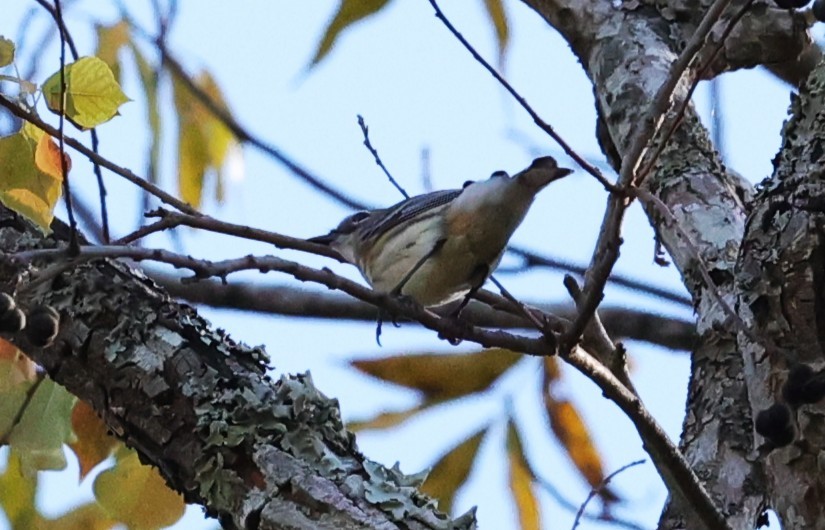 myrteparula - ML646721441