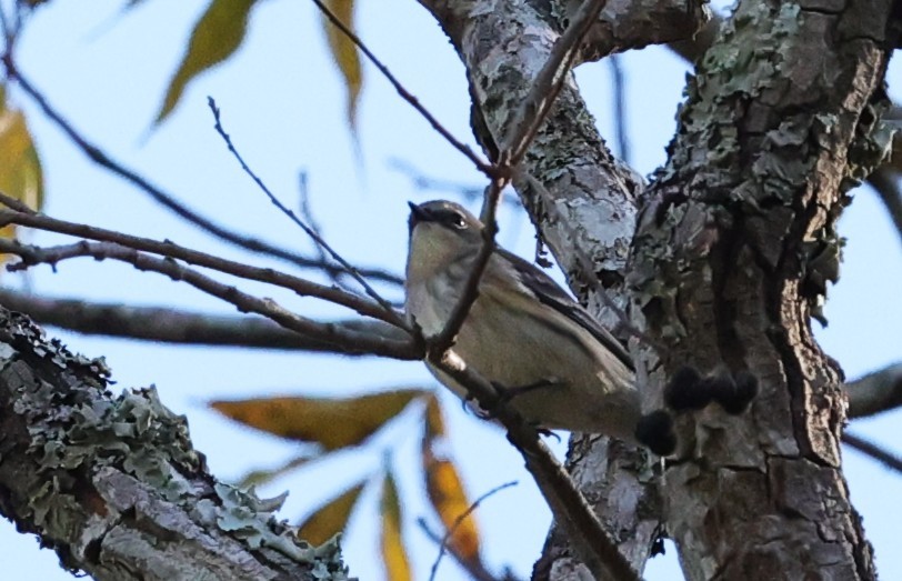 myrteparula - ML646721442