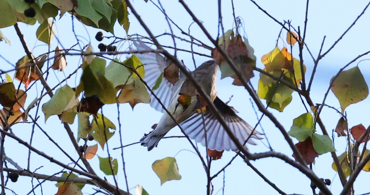 myrteparula - ML646721443