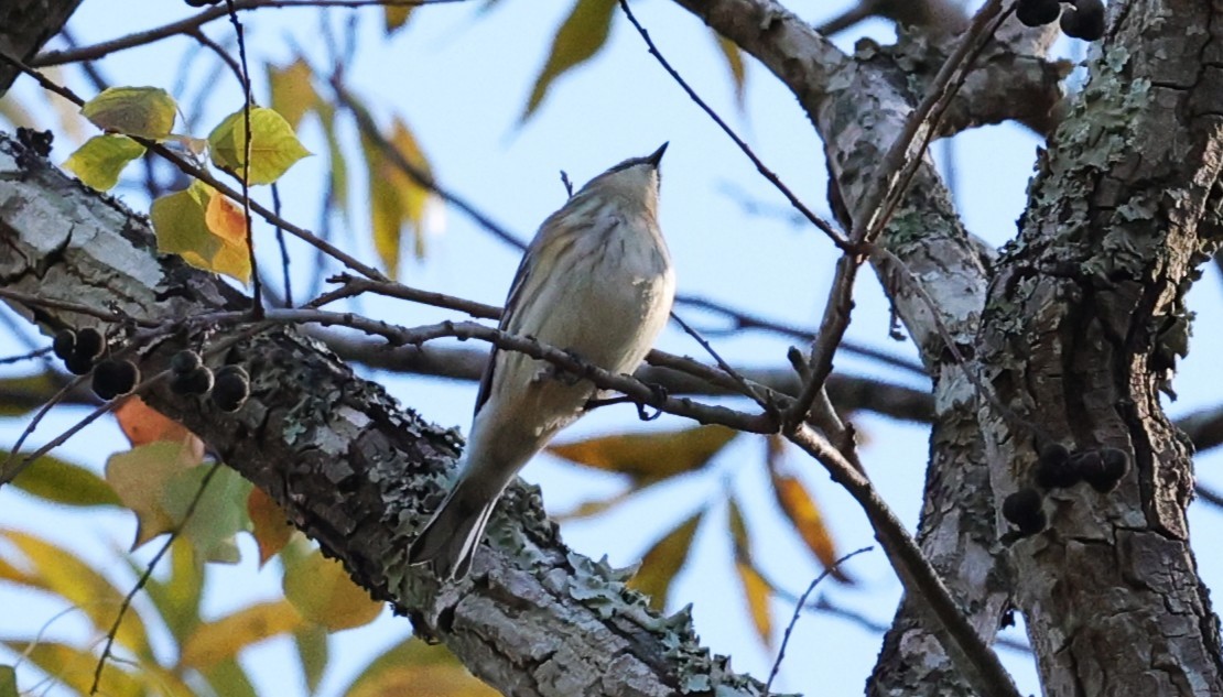 myrteparula - ML646721444