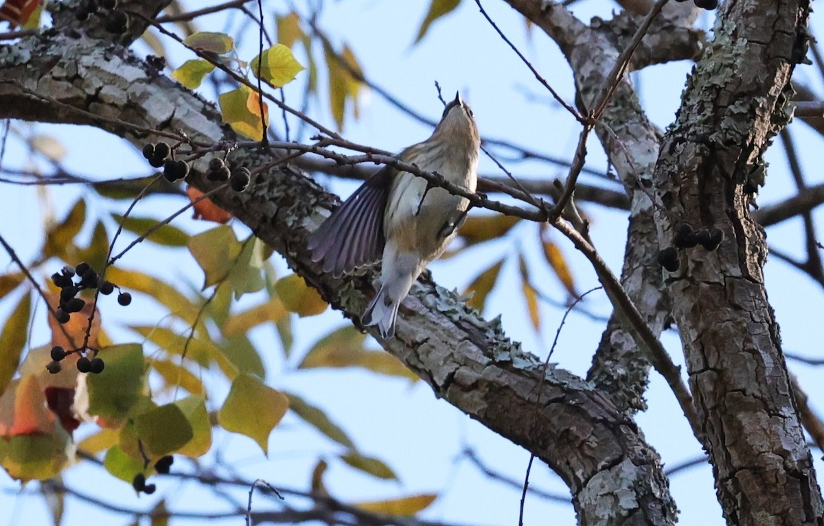 myrteparula - ML646721445