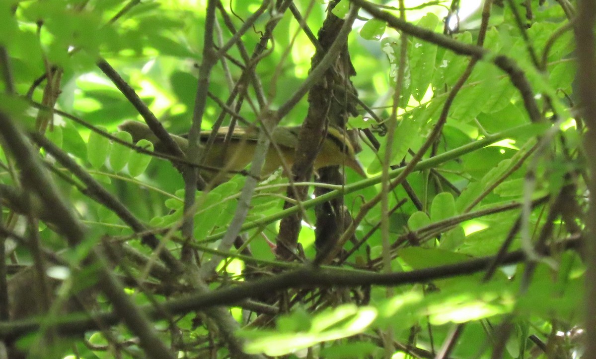 フタスジアメリカムシクイ - ML646721446