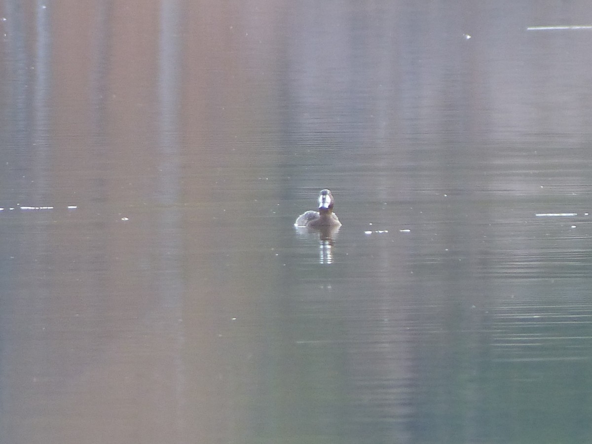 Морская чернеть - ML646721447