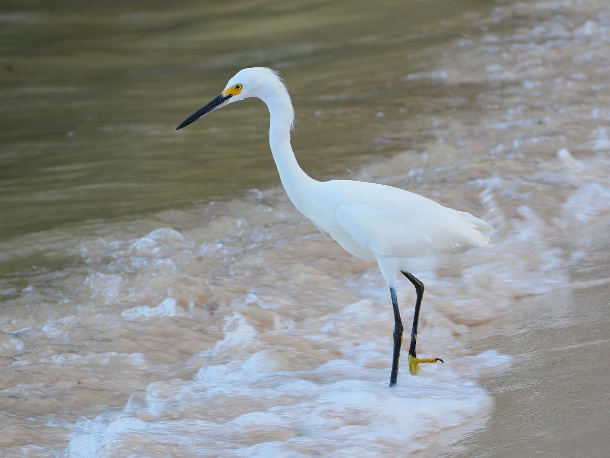 volavka bělostná - ML646721451