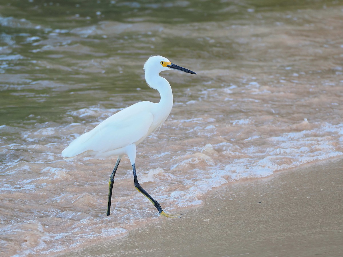 volavka bělostná - ML646721452