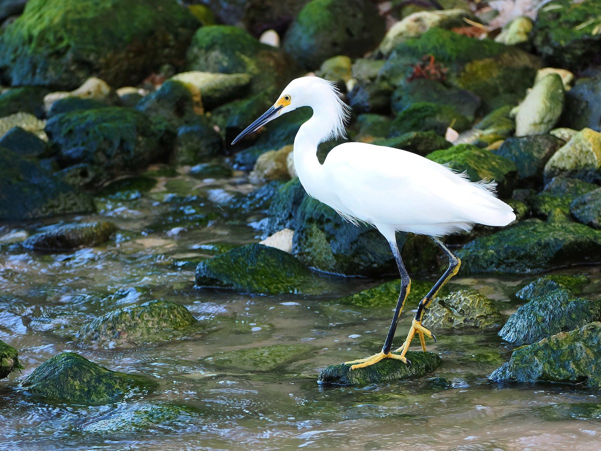 volavka bělostná - ML646721453