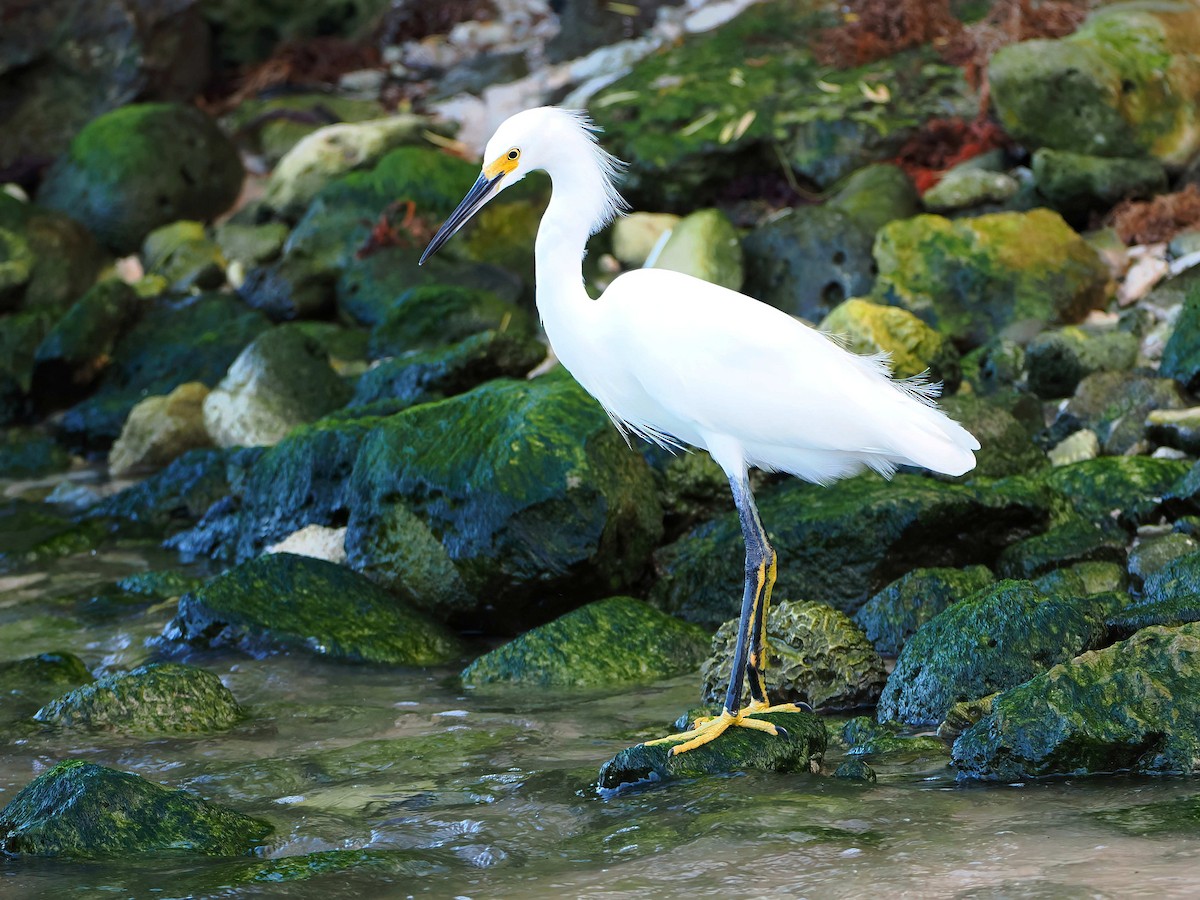 volavka bělostná - ML646721454