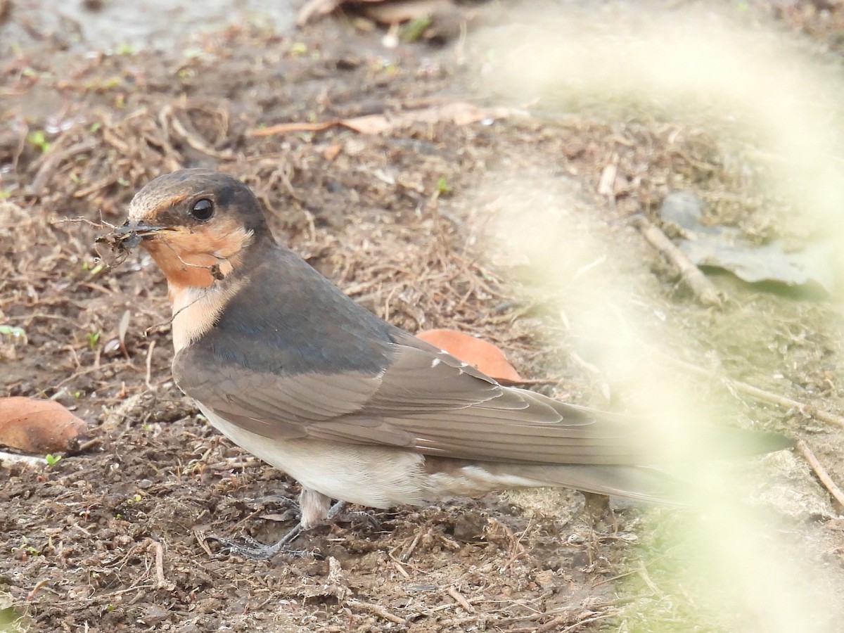 Welcome Swallow - ML646721455