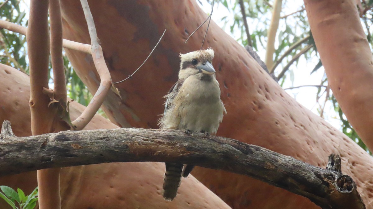 Laughing Kookaburra - ML646721459